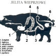 JELITO WIEPRZOWE EX. 30-32 91,5 MB - 2