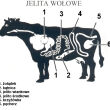 JELITO WOŁOWE WIANKOWE 40/43 - 30 MB - 2